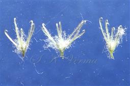  Modified flower with 3 stalked clustes of spines